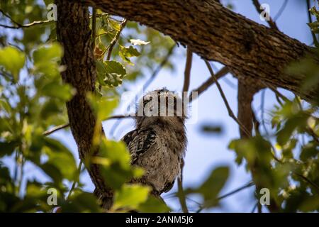 Schwungartige Frogmouth-Eule Stockfoto