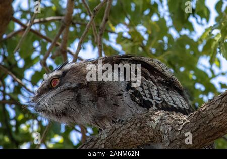 Schwungartige Frogmouth-Eule Stockfoto