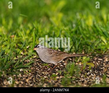 Weiß - gekrönte Spatz am Boden. Stockfoto