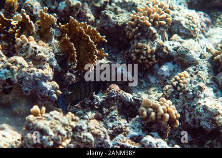 Anampses lineatus unter Wasser in den Ozean in Ägypten, unter Wasser in den Ozean der Ägypten, Anampses lineatus Unterwasser Fotografie Unterwasser Fotografie, Stockfoto