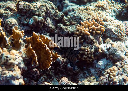 Anampses lineatus unter Wasser in den Ozean in Ägypten, unter Wasser in den Ozean der Ägypten, Anampses lineatus Unterwasser Fotografie Unterwasser Fotografie, Stockfoto