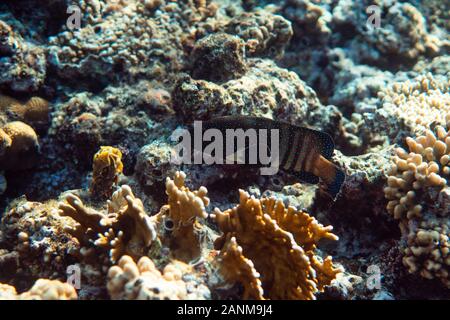 Anampses lineatus unter Wasser in den Ozean in Ägypten, unter Wasser in den Ozean der Ägypten, Anampses lineatus Unterwasser Fotografie Unterwasser Fotografie, Stockfoto