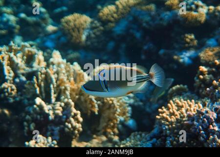 Rhinecanthus assasi unter Wasser, Rhinecanthus assasi in das wunderschöne Meer von Ägypten, unter Wasser Fotografie Stockfoto