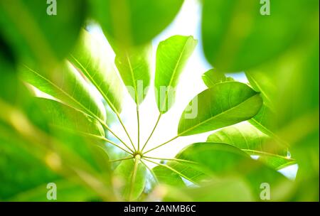 Dekorative Blätter der Sonnenschirm Baum (Trochodendron aralioides) - Blumig mit Hintergrundbeleuchtung detail. Stockfoto