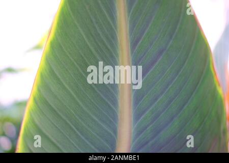 Frisches Grün breite Blatt mit grünem Gewebe detail und Textur, weißen Hintergrund. Stockfoto