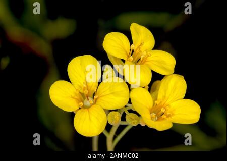 Ein Makro Foto von einem gewöhnlichen gelben Wildblumen im Arizona genannt Gordons Bladderpod. Während der nassen Federn und der Monsunzeit diese Blumen können Sie den Stockfoto