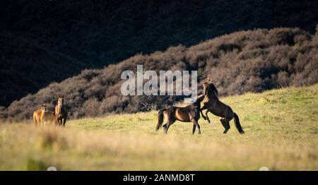 Zwei wilde Kaimanawa Hengste kicken und spielen mit der Familie suchen. Stockfoto