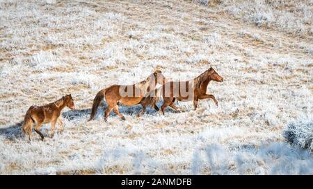 Drei wilde Kaimanawa Pferde im Winter Bergketten, North Island, Neuseeland Stockfoto