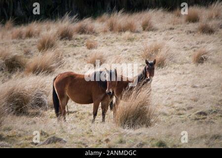 Wilde Pferde in der Kaimanawa Bergketten, Neuseeland Stockfoto