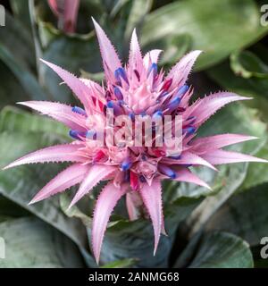 Thailand, Frau Nong Nooch Tropical Park, Bromélia Aequimea (aechmea). Stockfoto