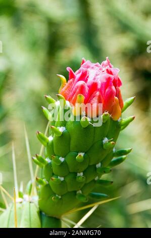 Thailand, Pattaya, Madame Nong Nooch Tropical Park. Blühende Kakteen cylindropuntia, close-up. Stockfoto