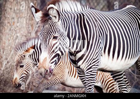 Eine Zebrastute und Fohlen von Grévy (Equus grevyi) im Valley Zoo in Edmonton, Alberta, Kanada. Stockfoto