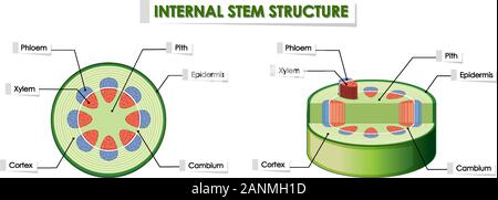 Diagramm mit internen Stengel Struktur Abbildung Stock Vektor
