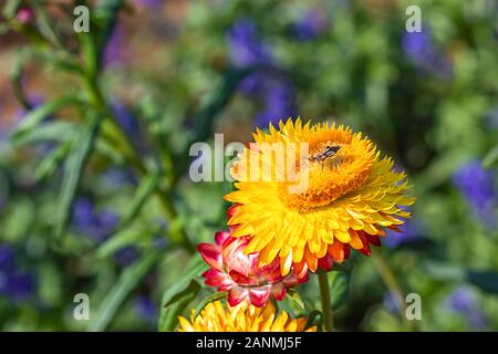 Insekt auf gelben Blumen oder Helichrysum bracteatum im Garten. Stockfoto