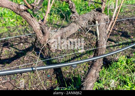 Close Up. Tropfbewässerung System entlang der Reben trunk im Weinberg. Stockfoto