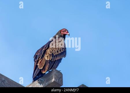 Truthahngeier (Cathartes Aura) auf einem Baum in Sepulveda Wildlife Sanctuary CA USA gehockt Stockfoto