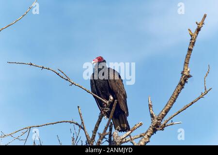 Truthahngeier (Cathartes Aura) auf einem Baum in Sepulveda Wildlife Sanctuary CA USA gehockt Stockfoto