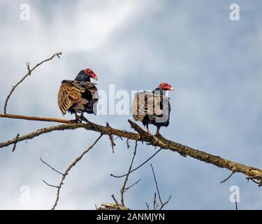 Truthahngeier (Cathartes Aura) auf einem Baum in Sepulveda Wildlife Sanctuary CA USA gehockt Stockfoto