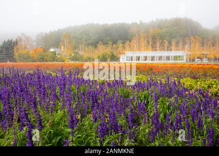 Buntes Lavendelfeld in Tomita Farm, Hokkaido, Japan Stockfoto