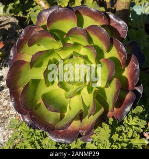 Sunlit riesige rote Aeonium Cyclops sukkulente Pflanze im Sommer, Cornwall, Großbritannien Stockfoto