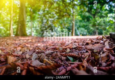 Grünen Dschungel mit toten Blätter auf dem Boden Stockfoto