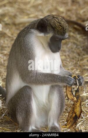 Gruenmeerkatze Stockfoto