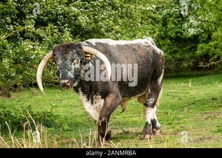 Englisch Longhorn Stier mit herrlichen Lange gebogene Hörner. (Wissenschaftlicher Name: Bos primigenius) Große braune und weiße Stier kostenlos für die gemeinsame Weide bewegen Stockfoto