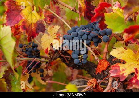 Reben und Weinberge dominieren die Herbstlandschaft im Bierzo-Weingebiet am El Camino de Santiago in Spanien. Stockfoto