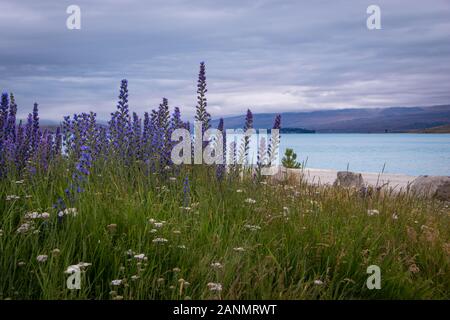 Lila blühenden Lupinen am Lake Tekapo, Südinsel Neuseeland Stockfoto