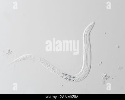 Der mikroskopisch kleine, frei lebende Nematodenwurm, möglicherweise Panagrellus sp., das horizontale Sichtfeld beträgt etwa 235 Mikrometer Stockfoto