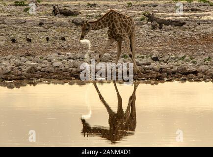 Eine Giraffe Trinken an einem Wasserloch im Etosha Abendlicht. Stockfoto