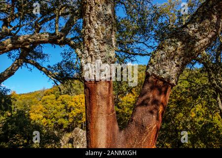 Korkeiche (Quercus suber) Naturpark Sierra de Grazalema, Cadiz Provinz Andalusien. Spanien Europa Stockfoto