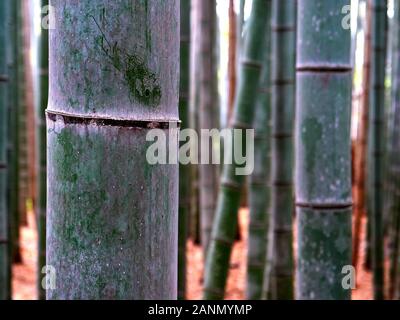 Nahaufnahme einer bambuspflanze in arashiyama Bambuswald in Kyoto. Stockfoto