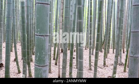 Bambus Pflanzen bei arashiyama Bambuswald in Kyoto. Stockfoto