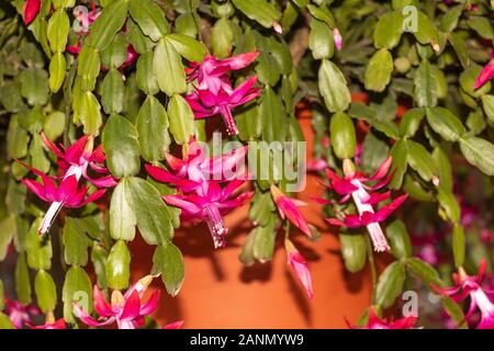 Weihnachtskaktus in der Blüte sehr schöne rote Farbe. Stockfoto