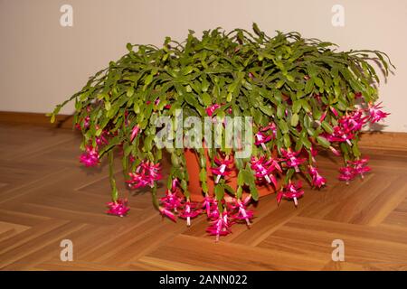 Riesige Weihnachtskaktus in voller Blüte mit vielen Blumen. Stockfoto