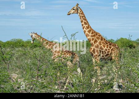Männliche giraffe Positionierung vor der Paarung Stockfoto