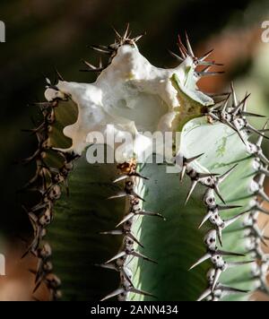 Die tödliche, milchig-weiße sap von Euphorbia virosa, Gifboom, oder Gift Baum in Namibia in der Nähe von Etosha. Stockfoto