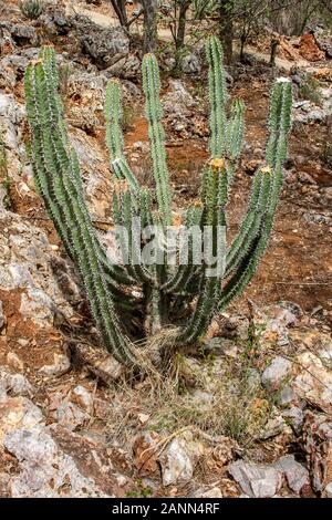 Die tödliche Euphorbia virosa, Gifboom, oder Gift Baum in Namibia in der Nähe von Etosha. Stockfoto