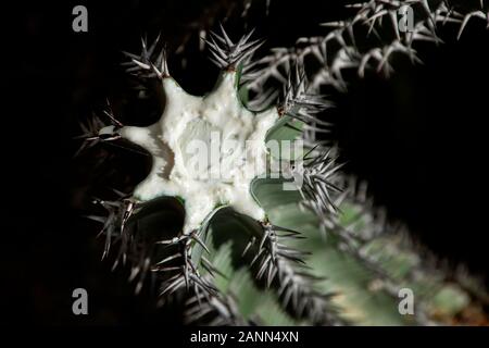 Die tödliche, milchig-weiße sap von Euphorbia virosa, Gifboom, oder Gift Baum in Namibia in der Nähe von Etosha. Stockfoto