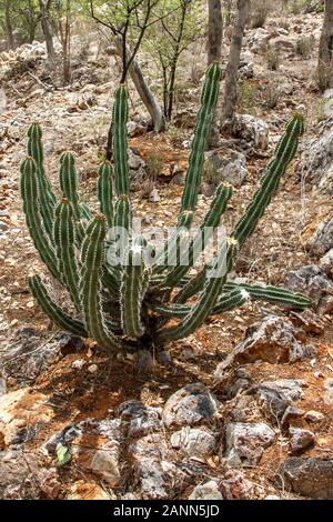 Die tödliche Euphorbia virosa, Gifboom, oder Gift Baum in Namibia in der Nähe von Etosha. Stockfoto