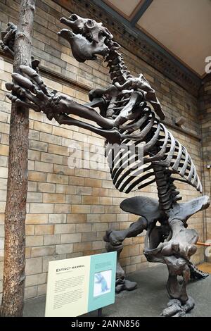 Extinct Giant Ground Sloth Skelett im Natural History Museum, London, England, Großbritannien ausgestellt Stockfoto