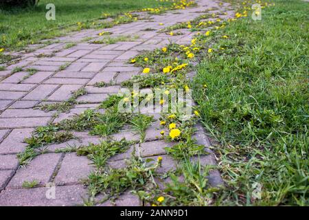 Sommer Landschaft mit Weg durch gelbe Löwenzahn Feld. Helle Sommer Feeling in ländlichen Straße. Wilde Blumen blühen Stockfoto