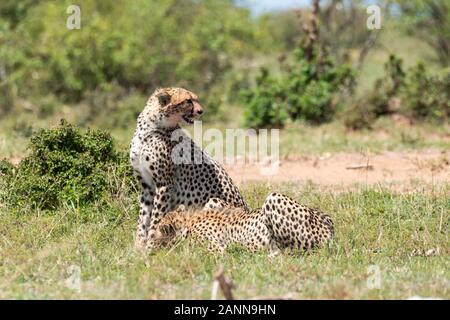 Gepard Jungtiere genießen eine schöne Mahlzeit in den Ebenen Afrikas im Masai Mara National Reserve während einer Wildtier-Safari Stockfoto