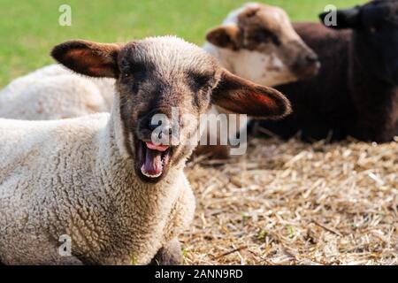 - Porträt eines verrückten Schafe in der Nähe, ein süßes kleines Lamm mit lustigen Gesicht in die Kamera. Zwei Lämmer in verschwommenen Hintergrund sitzen. Konzept der ha Stockfoto