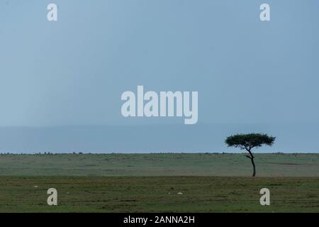 Ein einsamer Akazienbaum mitten in einem Grasland im Masai Mara National Reserve während eines schönen Sonnenuntergangs auf der Awildlife Safari Stockfoto