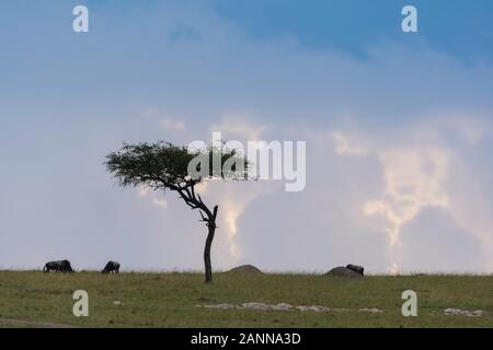 Ein einsamer Akazienbaum mitten in einem Grasland im Masai Mara National Reserve während eines schönen Sonnenuntergangs auf der Awildlife Safari Stockfoto