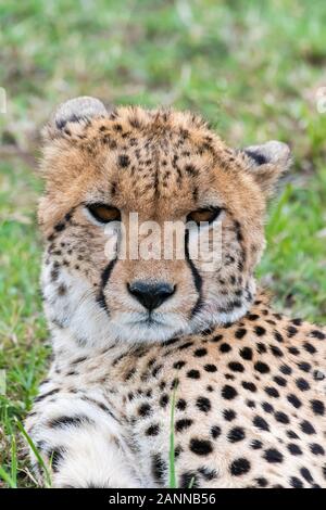 Eine Gruppe von Geparden, die sich in der Ebene entspannen und pflegen Sich gegenseitig im Masai Mara National Reserve während einer Tierwelt safari Stockfoto