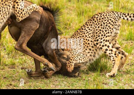 Geparden, die während einer Wildtier-Safari in den Ebenen Afrikas im Masai Mara National Reserve ein wildebestes Jagen Stockfoto