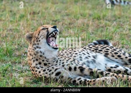 Eine Gruppe von Geparden, die sich in der Ebene entspannen und pflegen Sich gegenseitig im Masai Mara National Reserve während einer Tierwelt safari Stockfoto